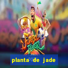 planta de jade significado espiritual